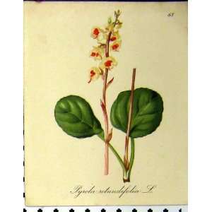 1879 Alpine Plant Pyrola Rotundifolia Seboth Nature 