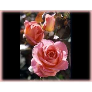    Elle (Rosa Hybrid Tea)   Bare Root Rose Patio, Lawn & Garden