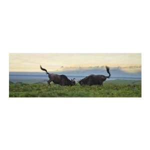   Wildebeest Giclee Poster Print by Andy Biggs, 34x14