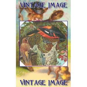   10 cm) Gloss Stickers Bird King Oriole Vintage Image