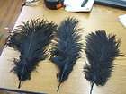 Parrot Macaw Feathers, Ring Necked Pheasant Feathers items in JTV 