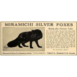  1925 Ad Miramichi Silver Fox Breeding Estate MacDonald 