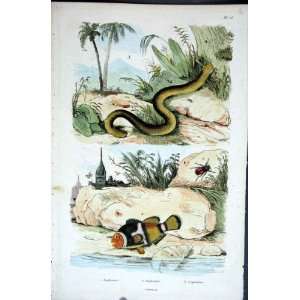  1839 H/C Natural History *015 Fish & Snake
