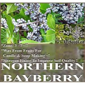  1,000 Northern Bayberry, Myrica pensylvanica Seeds 