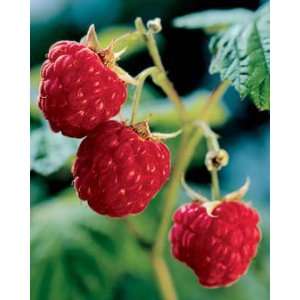 Heritage Raspberries, 5 canes