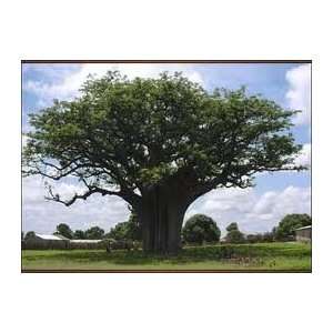  Simmondsia Chinensis JOJOBA TREE , 5 GALLON * 