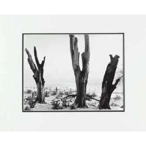  Ansel Adams   Dead Trees, Winter LG Matted