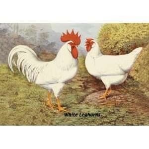 White Leghorns 30X20 Canvas