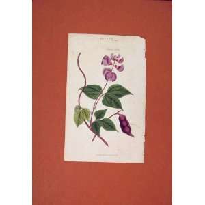   Flower Plant Dolichos Lablab Color Antique Print