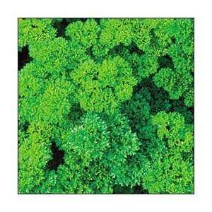   Moss Curled Parsley 100 Seeds   Heirloom   Herb Patio, Lawn & Garden
