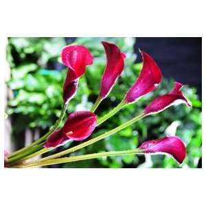 Mini Calla Lilies Burgundy Red 60 Flowers  Grocery 