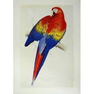  Colour Bird Art C1980 Red Yellow Maccaw Aracanga