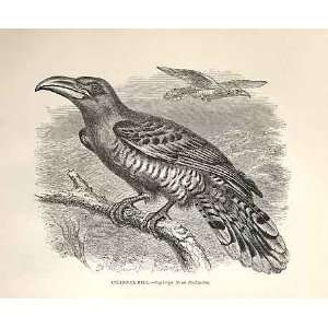 Channel Bill 1862 WoodS Natural History Birds 