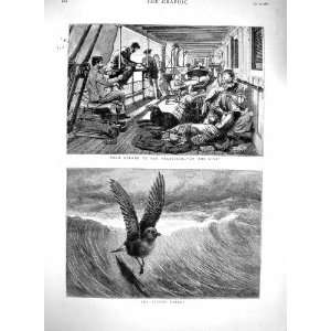   1880 Sydney San Francisco Ship Passengers Petrel Birds