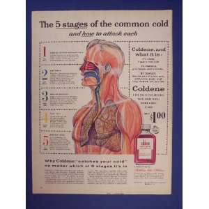  coldene,the 5 stages of the common cold, Print Ad,vintage 