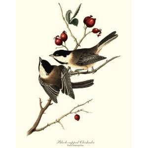  Bird Prints Blackcapped Chickadee