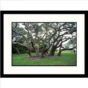  Big Tree of Lamar Goose Island, Texas Framed Photograph 