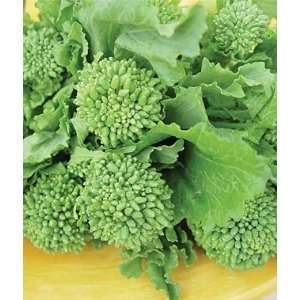  Broccoli, Raab Rapini Organic 1 Pkt. (200 seeds) Patio 