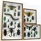 Assort 34 insect taxidermy in wood box collection set 0177