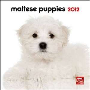  Maltese Puppies 2012 Small Wall Calendar