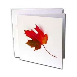  Yves Creations Colorful Leaves   Fallen Rusty Maple Leaf 