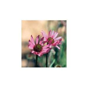  Davids Organic Herb Echinacea Tennesseensis 100 Seeds per 