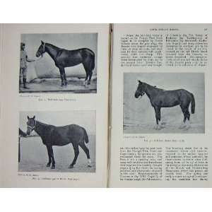 1902 Antique Portrait South African Horses Basuto Cape  