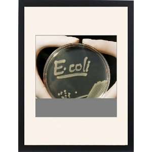 Petri dish culture of E.coli bacteria Framed Prints 