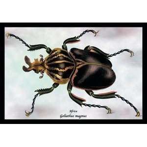    Art Beetle African Goliathus Magnus #1   15379 2
