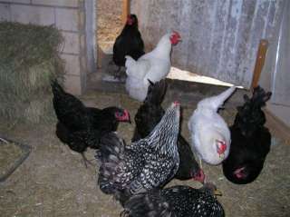 Raising Chickens Poultry cd Farms Coop House Fowl 30 bk  