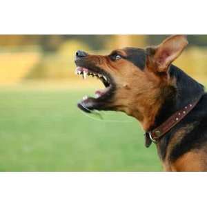 Angry Dog with Bared Teeth   Peel and Stick Wall Decal by Wallmonkeys 