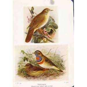  Nightingale Bluethroat Antique Print Fine Art 1921 Bird 