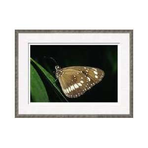  Australian Crow Butterfly Framed Giclee Print