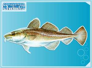 ATLANTIC COD vinyl fish decal Fishing Car Sticker  