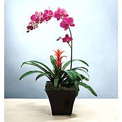 Potted Exotic Orchid Garden  
