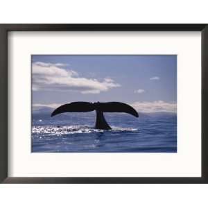  A Bowhead Whale, Also Known as a Greenland Right Whale 