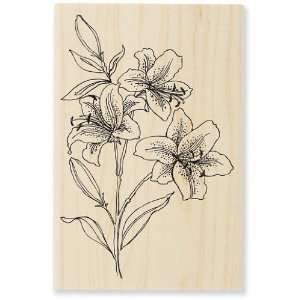  Star Lilies   Rubber Stamps Arts, Crafts & Sewing