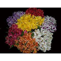 Fresh 40 Assorted Alstromerias Flowers  