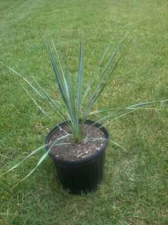 COLD HARDY** Yucca Rostrata   Blue Beaked Yucca