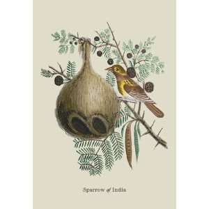  Sparrow of India 12x18 Giclee on canvas