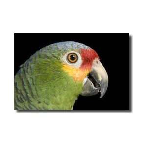  Redlored  Parrot Giclee Print