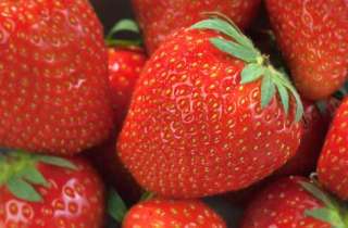 Strawberries   Tesco Real Food 