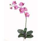   Natural Silks Phalaenopsis Silk Orchid Flower w/Leaves (6 Stems