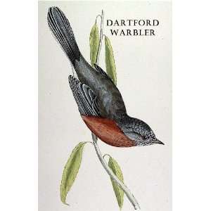  Birds Dartford Warbler Sheet of 21 Personalised Glossy 
