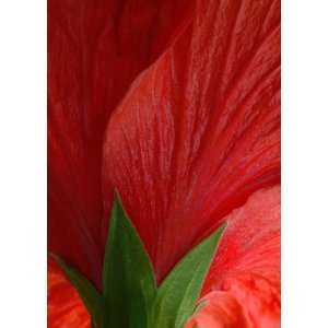  Red Hibiscus Posterior Greeting Cards (5 card set 