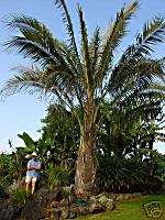 Parajubaea Palm Bolivian Mountain COCONUT Tree 2 gallon  