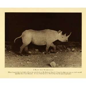   Rhinoceros Flash Animal Night   Original Halftone Print Home