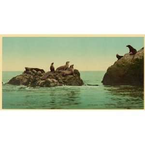   Seal Rocks,marine life,animals,San Francisco,CA,c1901
