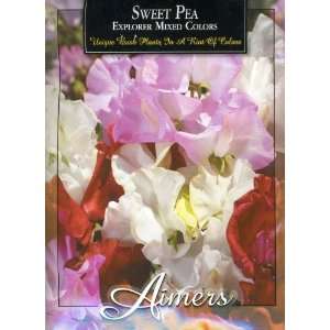  Aimers 3289 Sweet Pea Explorer Mix (Multi Colors) Seed 