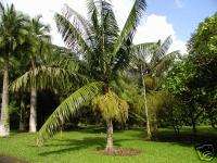 25 Redneck Palm Seeds Dypsis lastelliana LIVE Fresh  